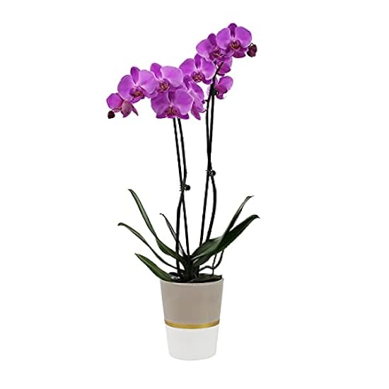 Plants & Blooms Shop (PB355) Orchid and Succulent Plant – Easy Care Live Plants, 4” Duo Planter with a 2.5” Diameter Orchid and Mini Echeveria Succulent, Morado in a Verde Stella Pot, Moss Topped 923634504