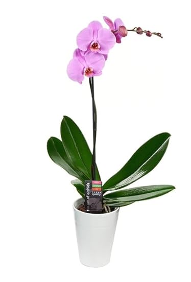 KaBloom PRIME OVERNIGHT DELIVERY - Denali Collection - Morado Phalaenopsis plant in 5 Inch in pot, Single Spike.Gift for Birthday, Sympathy, Anniversary, Get Well,Valentine, Mother’s Day Fresh Flowers 132314070