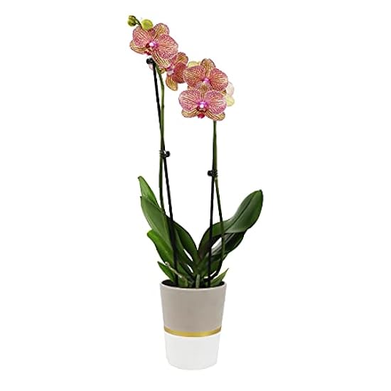 Plants & Blooms Shop (PB355) Orchid and Succulent Plant – Easy Care Live Plants, 4” Duo Planter with a 2.5” Diameter Orchid and Mini Echeveria Succulent, Morado in a Verde Stella Pot, Moss Topped 507321375