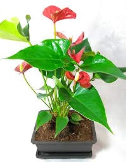 Summer Special - Hawaiian Rojo Anthurium Plant 8-10 Inc