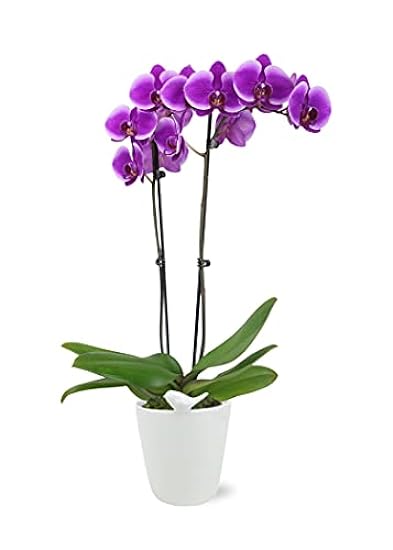 Plants & Blooms Shop (PB355) Orchid and Succulent Plant – Easy Care Live Plants, 4” Duo Planter with a 2.5” Diameter Orchid and Mini Echeveria Succulent, Morado in a Verde Stella Pot, Moss Topped 507321375