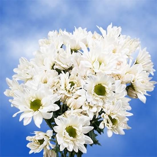 GlobalRose 144 Fresh Cut Blanco Chrysanthemum Daisy Flo