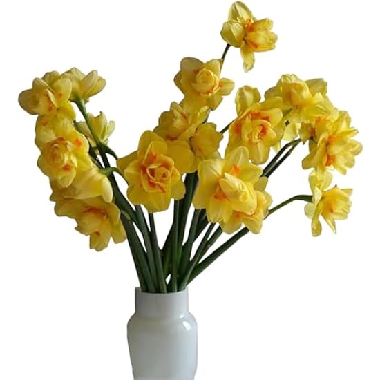 18 Stems Amarillo Narcissus Daffodils Flores frescas co