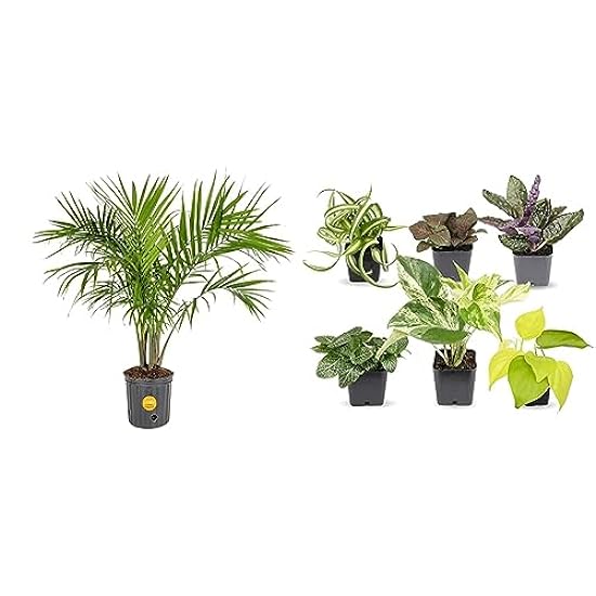 Costa Farms Majesty Palm Tree (3-4 Feet Tall) and Easy 
