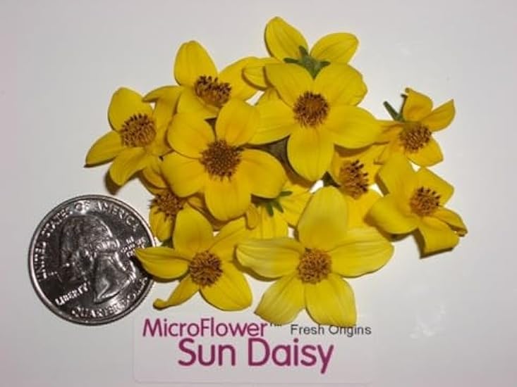 Edible Flower - Micro Sun Daisy - 4 x 200 Count 2820271