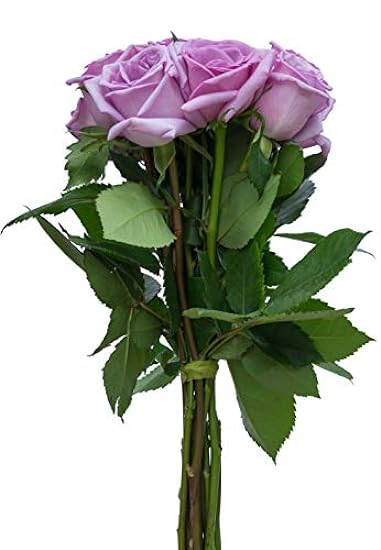 12 Stems - Fresh Cut Blue Curiosa Lavender Rose Bouquet