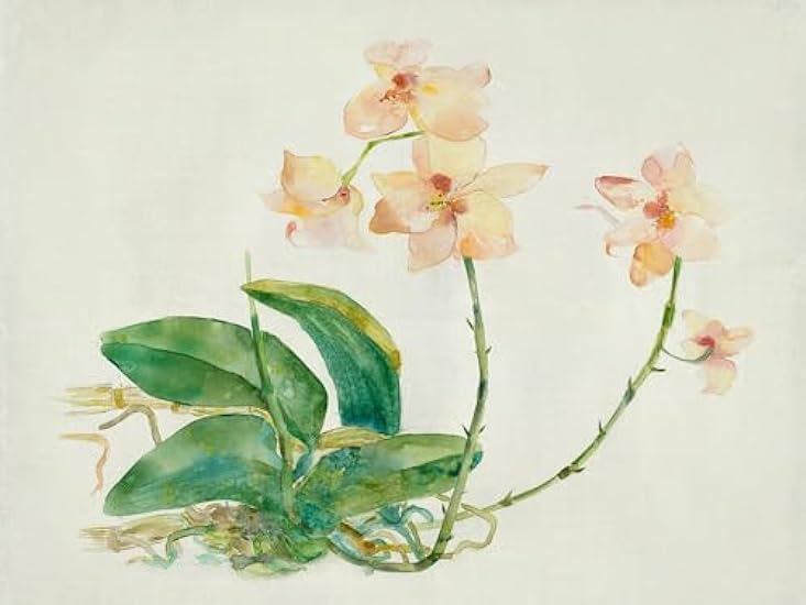 Pink Orchid Poster Print - Maya Woods (24 x 18) 7692762