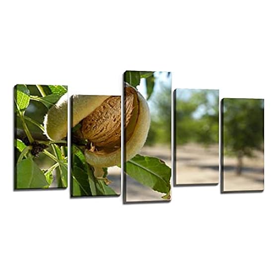 Canvas Wall Art Painting Close up of Ripening Almonds on Central California Orchard Prints on Canvas Giclee Modern Artwork Stretched and Framed Posters Home Decor Ready to Hang 332518786