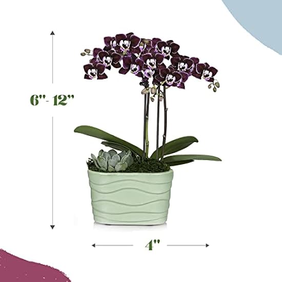 Plants & Blooms Shop (PB355) Orchid and Succulent Plant – Easy Care Live Plants, 4” Duo Planter with a 2.5” Diameter Orchid and Mini Echeveria Succulent, Morado in a Verde Stella Pot, Moss Topped 923634504