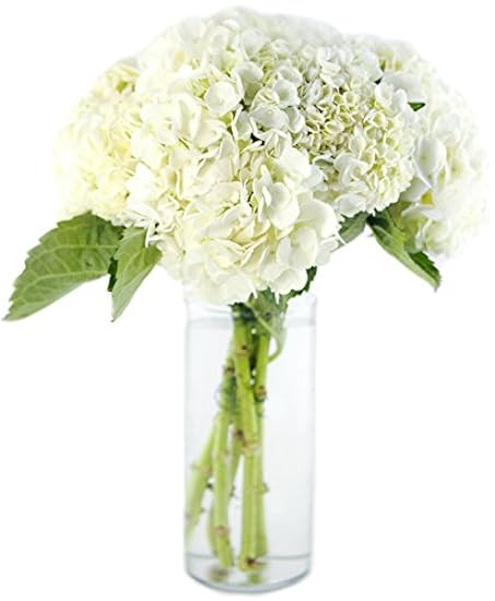 KaBloom PRIME NEXT DAY DELIVERY - Fresh 5 Blanco HydrangeasDirect Fresh.Gift for Birthday, Sympathy, Anniversary, Get Well, Thank You, Valentine, Mother’s Day Fresh Flowers 81283577
