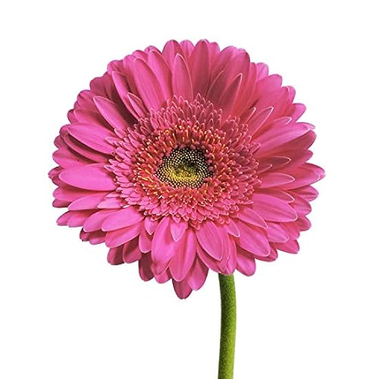 Hot Pink Gerberas - 50 Stems - Flores frescas cortadas - Floral Arrangements For Delivery By Bloomingmore | Home, Office, Wedding Decor, DIY, Party Event, Housewarming, Teacher and Engagement 491750856