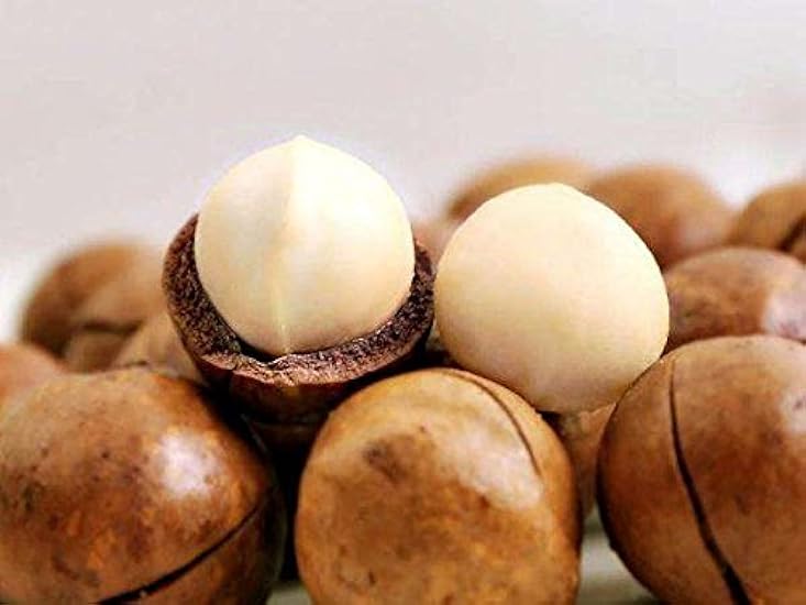 3 Pound (1362 grams) Stir-fried nut Macadamia ternifolia F. Muell Grade A from China 633049107