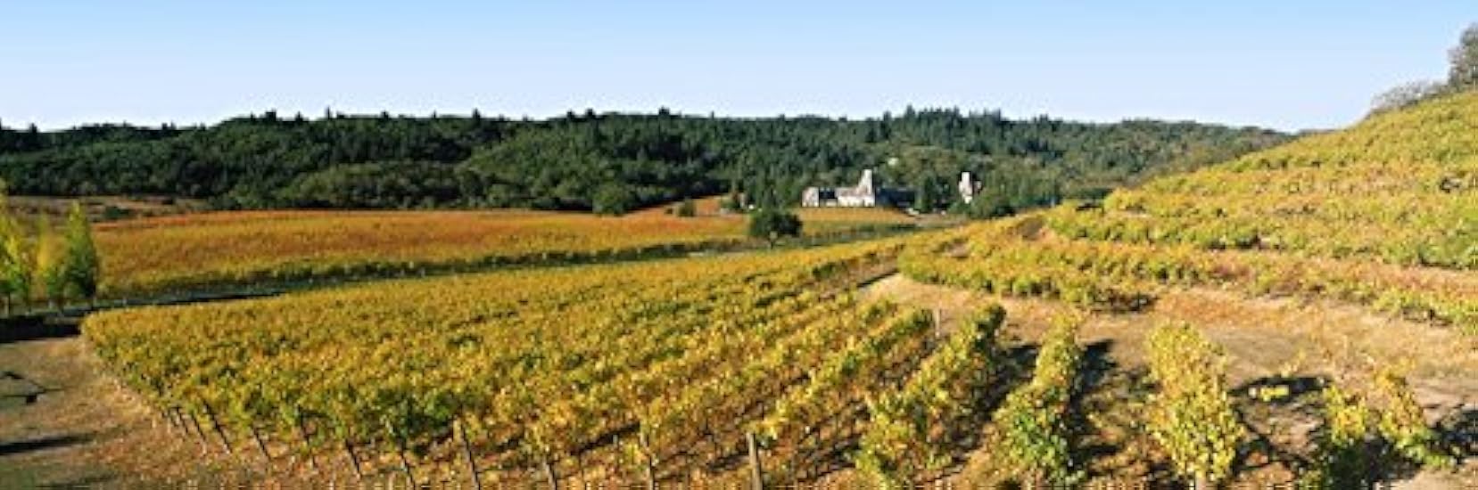 Vineyard at Chateau Souverain Winery Sonoma County Cali