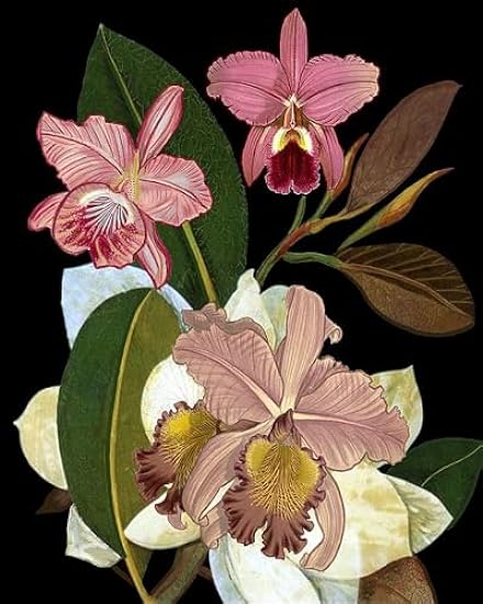 Orchids for Phyllis Botanical Art Print.png Poster Print - Giovanna Nicolo (18 x 24) 29925012