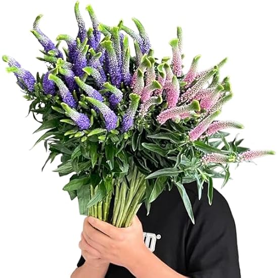 30 Stems of Sage Flowers Random Mixed Color Hydroponic Flower Arrangement DIY Flower Arrangement Wedding Bouquet Decoration Birthday Gift 583282841