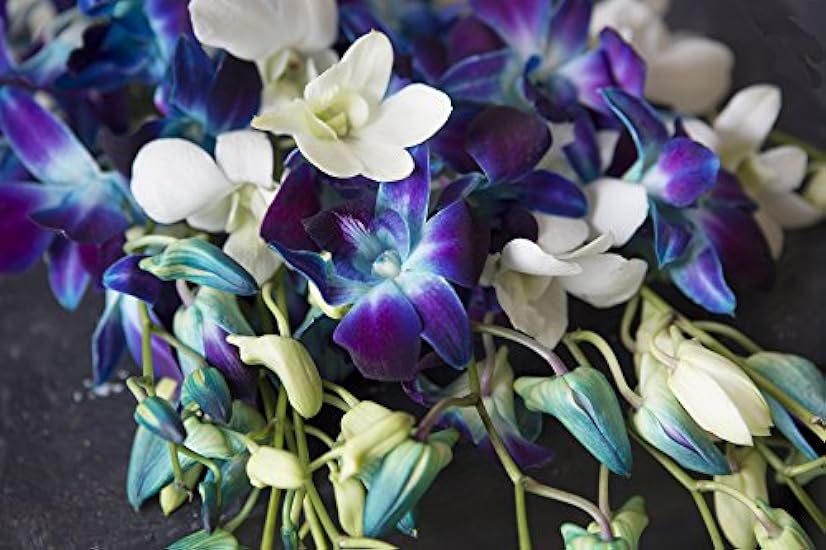 KaBloom PRIME NEXT DAY DELIVERY - Starry Night in the Tropics: Bouquet of 5 Blue and 5 Blanco Orchids with Vase.Gift for Birthday, Anniversary, Thank You, Valentine, Mother’s Day Fresh Flowers 538658627