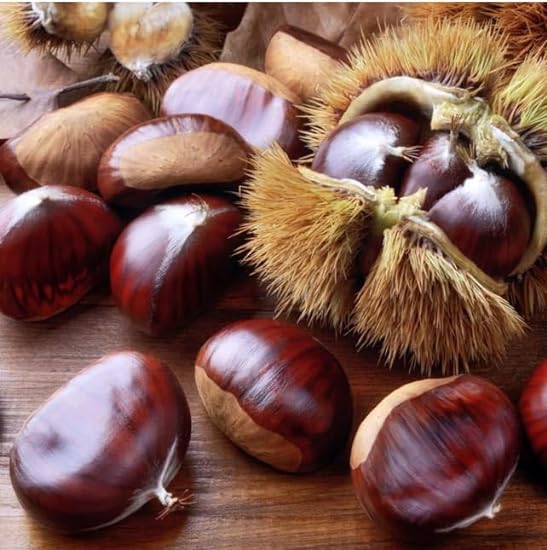 JRQUALITYSHOP Fresh Premium Quality Chestnuts Imported from Italy (2.3 Lb) 465036491