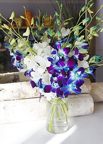 KaBloom PRIME NEXT DAY DELIVERY - Starry Night in the Tropics: Bouquet of 5 Blue and 5 Blanco Orchids with Vase.Gift for Birthday, Anniversary, Thank You, Valentine, Mother’s Day Fresh Flowers 538658627