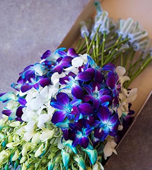 Farm-Fresh PRIME NEXT DAY DELIVERY - Orchids in Bulk: 40 Blue and Blanco Assorted Dendrobium Orchids from Thailand .Gift for Birthday, Sympathy, Anniversary, Valentine, Mother’s Day Fresh Flowers 618470489
