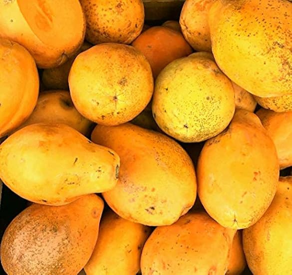 Kejora Fresh Tropical Hawaiian Papaya 3 pcs - Exotic Fruits 372854267