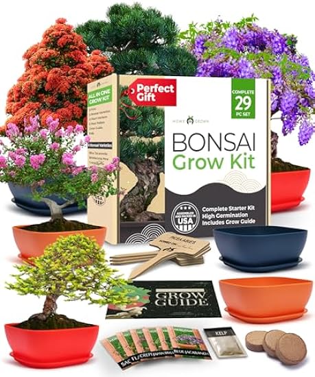 HOME GROWN Bonsai Tree Kit: Unique Christmas Gifts for 