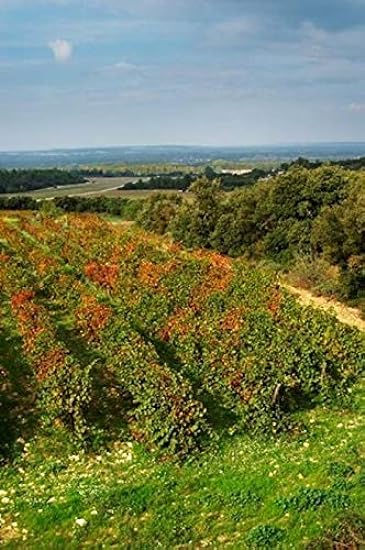 Posterazzi Chateau Romanin Vineyard St Remy de Provence