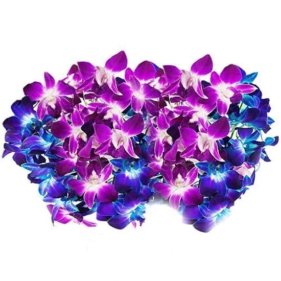 Farm-Fresh PRIME NEXT DAY DELIVERY -Orchids in Bulk: 40 Blue and Morado Assorted Dendrobium Orchids from Thailand.Gift for Birthday, Anniversary, Thank You, Valentine, Mother’s Day Fresh Flowers 286615166