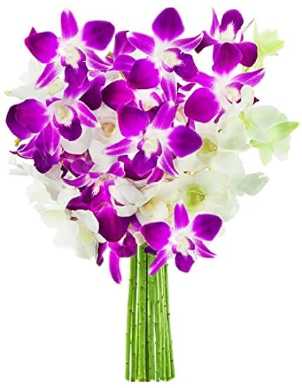 KaBloom PRIME NEXT DAY DELIVERY - Exotic Opal Orchid  B