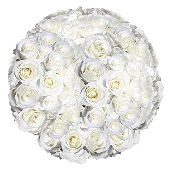 GlobalRose 150 Fresh Cut Blanco Roses with a Creamy Ama