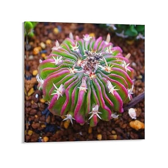 Rare Beauty Succulents Flores Easy To Grow Potted Flowe