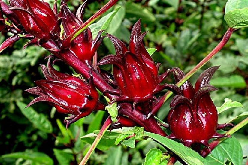 Organic Dried Flower Rosella Roselle Hibiscus Sabdariffa Herbal Tea Drink Health 300 g 456404518