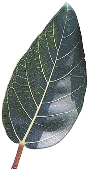 ROSEVILLA Cluster Fig (Gular) Dried Tender Leaf Powder 
