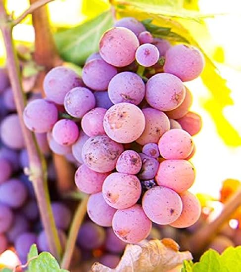 Pinot Gris #146 Seedless Blue Wine Grape, Live Potted Grape Plant 1-2 Years Old 925180573