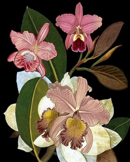 Orchids for Phyllis Botanical Poster Print - Giovanna N
