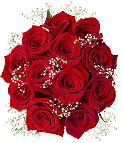 Valentine´s Day 24 Rojo Roses With Gyp Filler - Fl