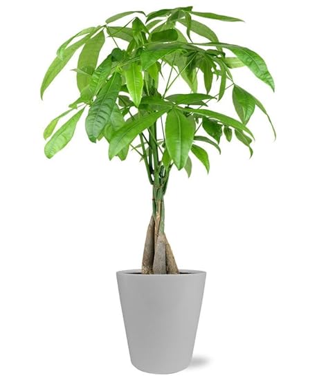From You Flowers - Modern Money Tree for Birthday, Anni