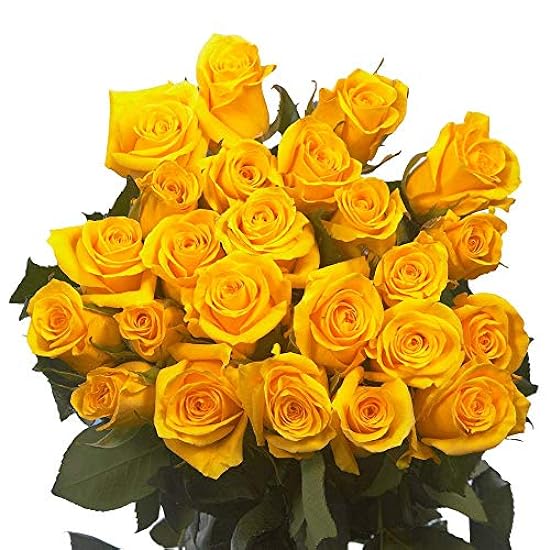 GlobalRose 50 Fresh Cut Amarillo Roses for Mother´