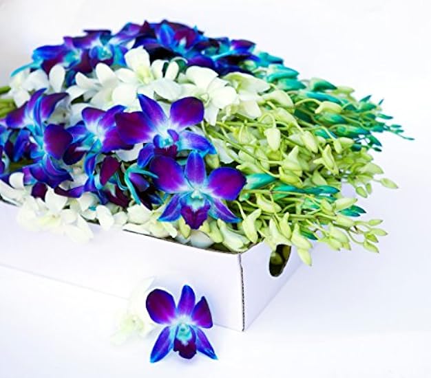 Farm-Fresh PRIME NEXT DAY DELIVERY - Orchids in Bulk: 40 Blue and Blanco Assorted Dendrobium Orchids from Thailand .Gift for Birthday, Sympathy, Anniversary, Valentine, Mother’s Day Fresh Flowers 871844965