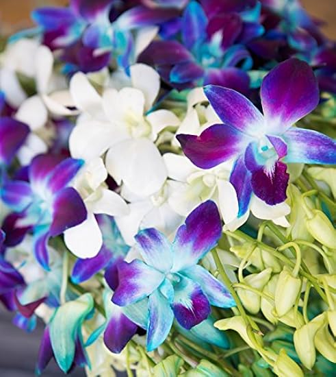 Farm-Fresh PRIME NEXT DAY DELIVERY - Orchids in Bulk: 40 Blue and Blanco Assorted Dendrobium Orchids from Thailand .Gift for Birthday, Sympathy, Anniversary, Valentine, Mother’s Day Fresh Flowers 192999623