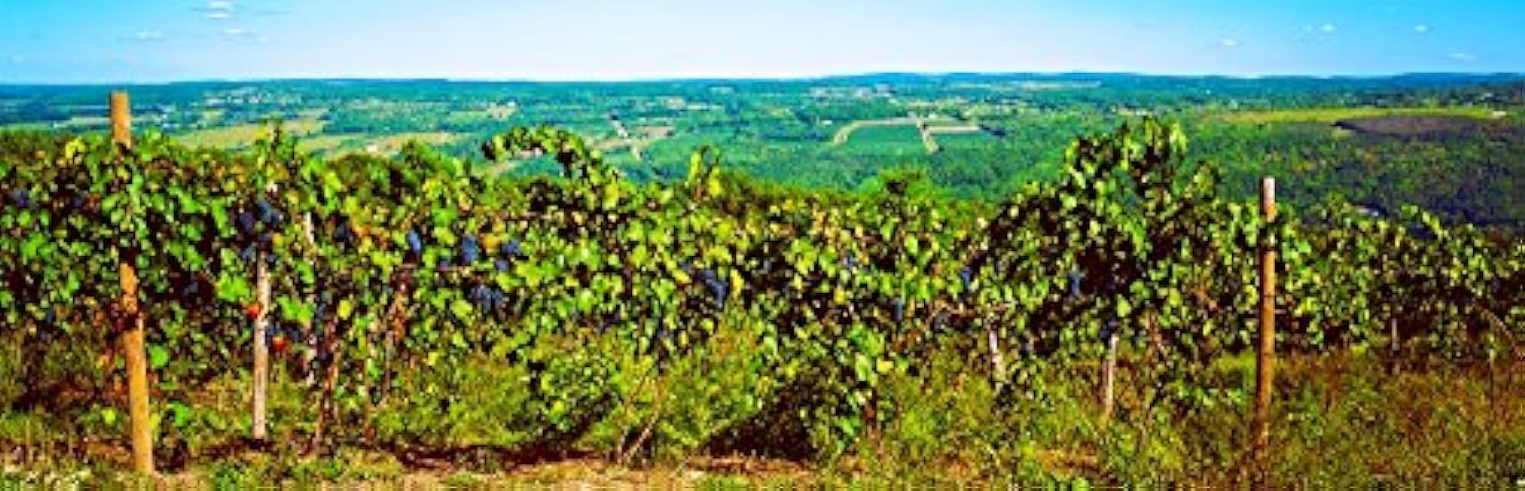 Posterazzi PPI54816LARGE Grape vineyards in Finger Lake Region New York State USA Poster Print, 12 x 36 712251790