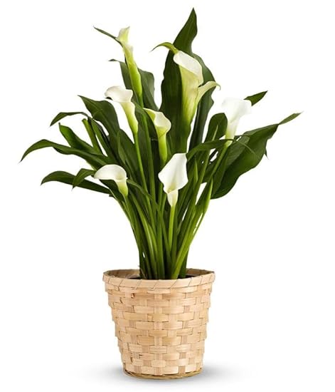 From You Flowers - Blanco Calla Lily Potted Plant for B