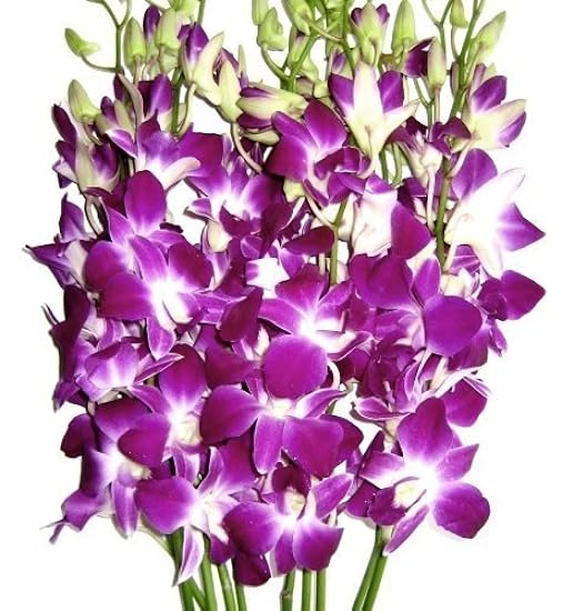 Valentine´s Day -Morado Dendrobium Orchids 8600068