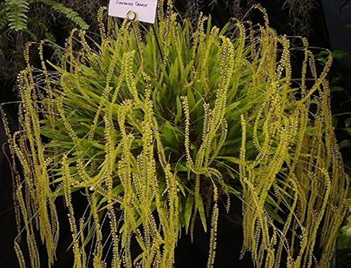 Dendrochilum filiforme- New Offering! Dainty Chain Orch